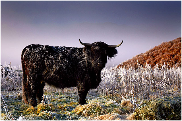 Highland Cow10.jpg